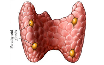 parathyroid-surgery