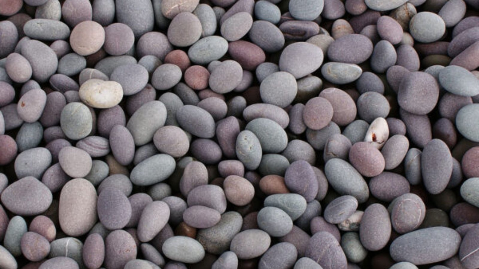 Buy Pebbles Online for Stylish Indoor and Outdoor Use